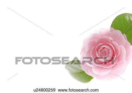 Pink Camellia Flower View Large Photo Image Stock Photo - Pink Camellia Flower. Fotosearch