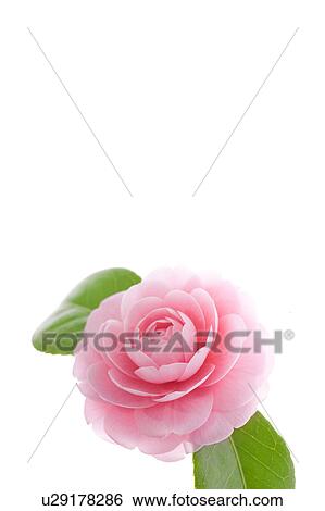 Pink Camellia Flower View Large Photo Image Stock Photograph - Pink Camellia Flower. Fotosearch