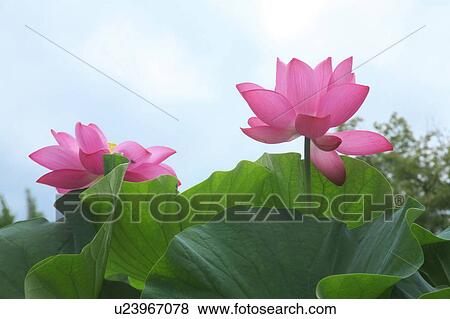 Pink Lotus Flowers View Large Photo Image Stock Photo - Pink Lotus Flowers. Fotosearch