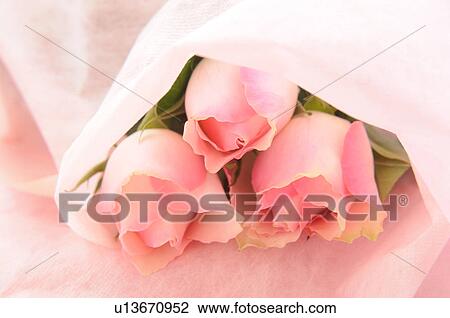 Stock Image - Pink roses. Fotosearch