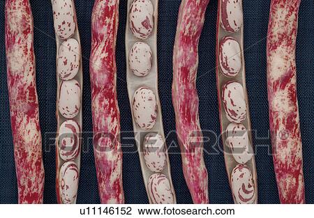 Stock Image - Pinto Beans. Fotosearch