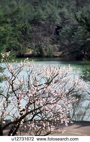 Stock Image - Plum Blossom Tree Near Pond. Fotosearch
