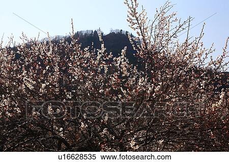 Stock Photography - Plum blossoms, Saitama Prefecture, Honshu, Japan. Fotosearch