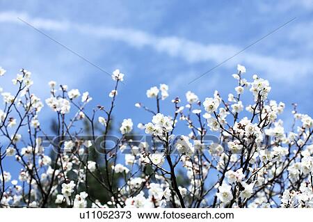 Plum Blossoms View Large Photo Image Stock Image - Plum Blossoms. Fotosearch