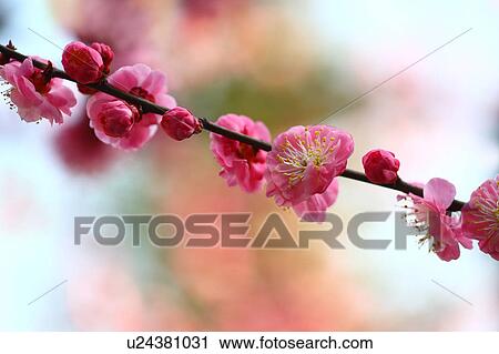 Plum blossoms View Large Photo Image Stock Image - Plum blossoms. Fotosearch