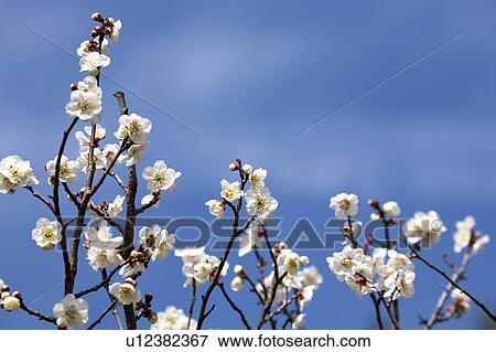 Plum Blossoms View Large Photo Image Stock Photo - Plum Blossoms. Fotosearch