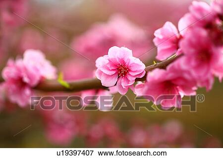 Stock Photo - Plum blossoms. Fotosearch