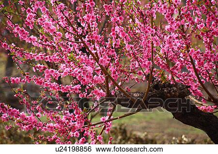Plum blossoms View Large Photo Image Stock Photograph - Plum blossoms. Fotosearch