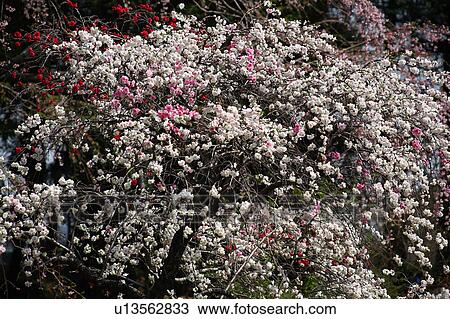 Stock Image - Plum blossoms, Tokyo Prefecture, Honshu, Japan. Fotosearch