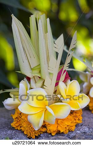 Picture - Plumeria Flowers. Fotosearch
