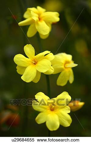 Primrose jasmine (Jasminum mesnyi) View Large Photo Image Stock Photography - Primrose jasmine (Jasminum mesnyi). Fotosearch