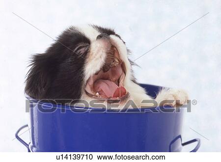 Stock Image - Puppy Yawning. Fotosearch