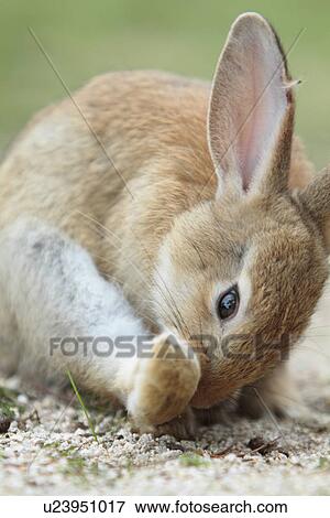 Stock Photo - Rabbit Grooming. Fotosearch
