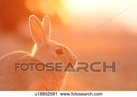 Stock Image - Rabbit in Evening Sunshine. Fotosearch