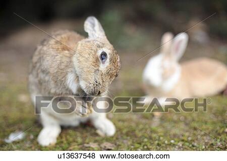 Stock Photo - Rabbit Looking Up. Fotosearch