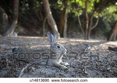Stock Image - Rabbit Lying on Ground. Fotosearch