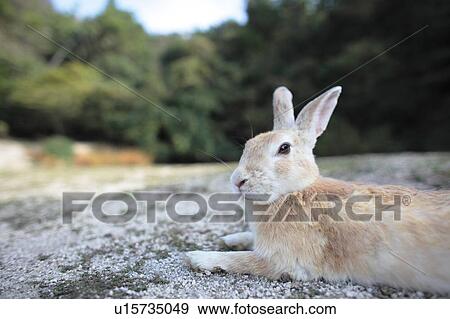 Stock Photo - Rabbit Lying on Ground. Fotosearch