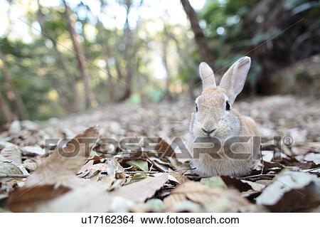 Rabbit on Dry Leaves View Large Photo Image Picture - Rabbit on Dry Leaves. Fotosearch