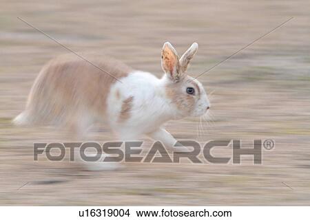 Rabbit Running View Large Photo Image Picture - Rabbit Running. Fotosearch