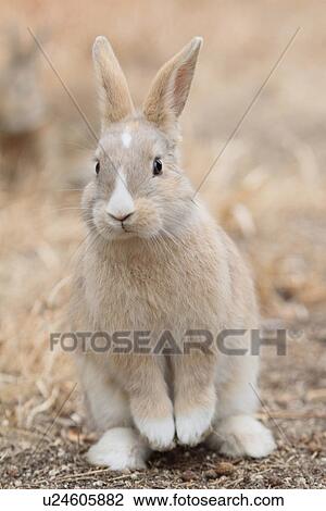 Stock Image - Rabbit. Fotosearch