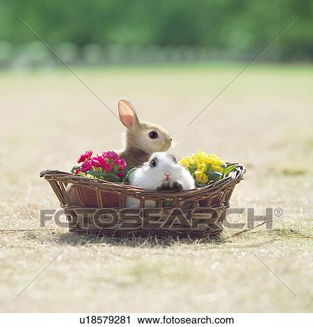 Rabbits in a basket View Large Photo Image Stock Image - Rabbits in a basket. Fotosearch