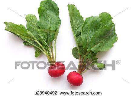 Stock Image - Radish. Fotosearch