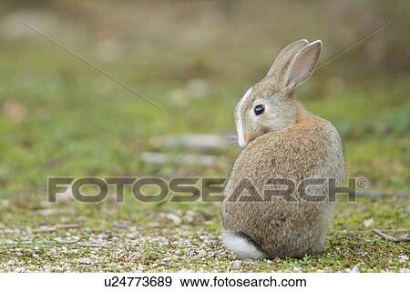 Rear View of European Rabbit Grooming View Large Photo Image Stock Photo - Rear View of European Rabbit Grooming. Fotosearch