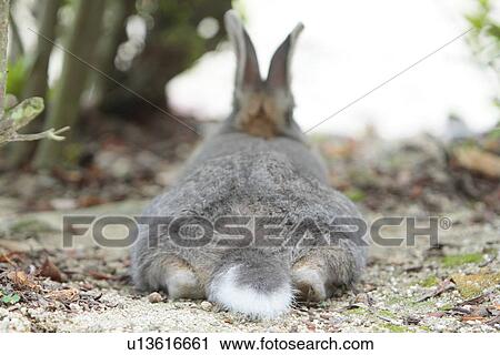 Rear View of European Rabbit Lying on Ground View Large Photo Image Stock Image - Rear View of European Rabbit Lying on Ground. Fotosearch