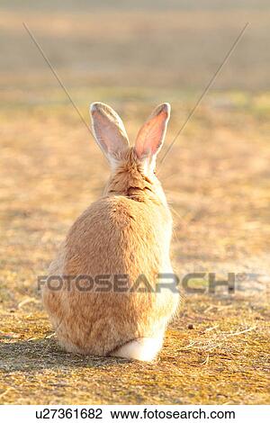 Rear View of European Rabbit View Large Photo Image Stock Image - Rear View of European Rabbit. Fotosearch