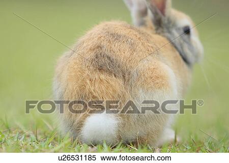 Rear View of European Rabbit View Large Photo Image Stock Photography - Rear View of European Rabbit. Fotosearch