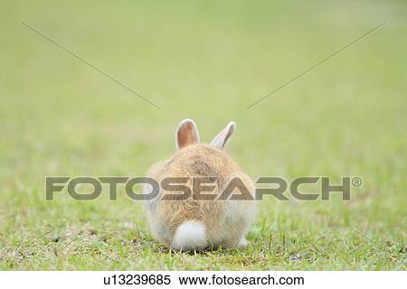 Rear View of Rabbit View Large Photo Image Stock Photography - Rear View of Rabbit. Fotosearch