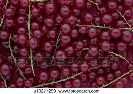 Red Currants View Large Photo Image Stock Photo - Red Currants. Fotosearch