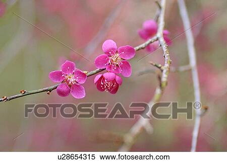 Stock Photography - Red plum blossoms. Fotosearch