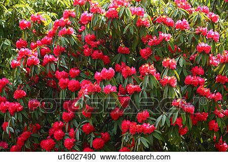 Stock Image - Rhododendron. Fotosearch