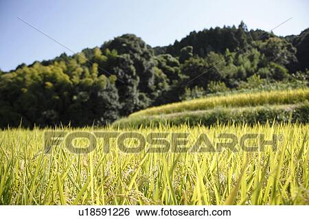 Rice Field View Large Photo Image Stock Photograph - Rice Field. Fotosearch