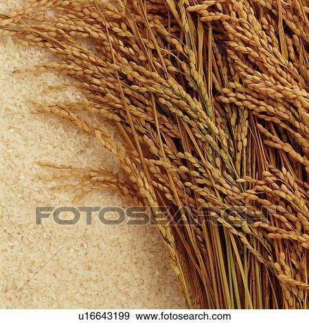 Stock Photo - Rice. Fotosearch