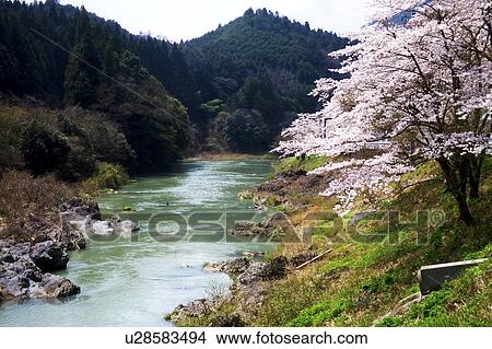 Picture - River and Cherry Blossom Trees. Fotosearch