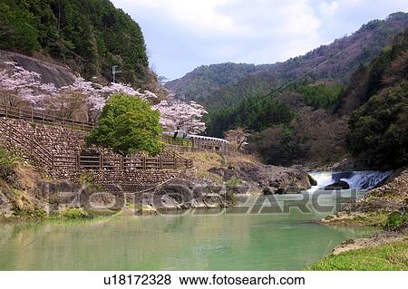 River and Cherry Blossom Trees View Large Photo Image Stock Photo - River and Cherry Blossom Trees. Fotosearch