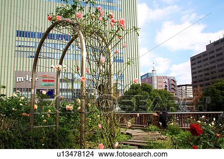 Rose Garden Near Sannomiya Station View Large Photo Image Picture - Rose Garden Near Sannomiya Station. Fotosearch