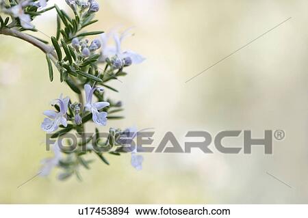 Rosemary View Large Photo Image Picture - Rosemary. Fotosearch