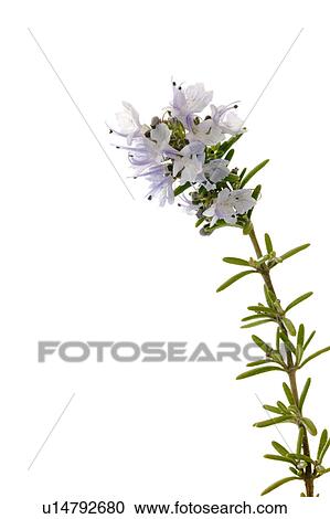 Stock Image - Rosemary. Fotosearch