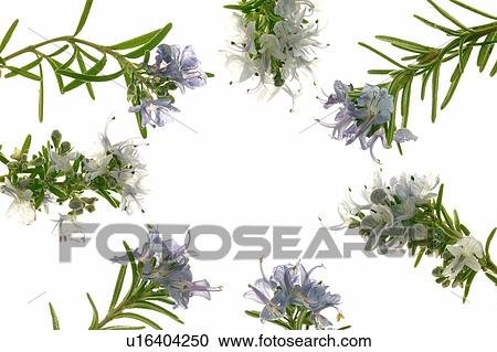 Rosemary View Large Photo Image Stock Image - Rosemary. Fotosearch