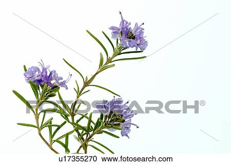 Rosemary View Large Photo Image Stock Image - Rosemary. Fotosearch