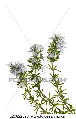 Rosemary View Large Photo Image Stock Image - Rosemary. Fotosearch