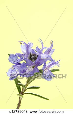 Rosemary View Large Photo Image Stock Photo - Rosemary. Fotosearch