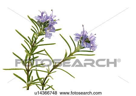 Stock Photo - Rosemary. Fotosearch
