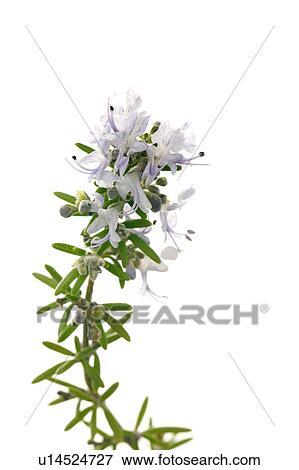 Stock Photo - Rosemary. Fotosearch
