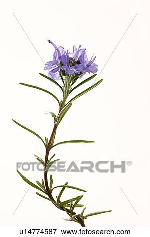 Stock Photo - Rosemary. Fotosearch