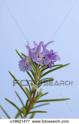 Rosemary View Large Photo Image Stock Photo - Rosemary. Fotosearch