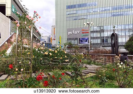 Roses Outside Sannomiya Station View Large Photo Image Stock Image - Roses Outside Sannomiya Station. Fotosearch